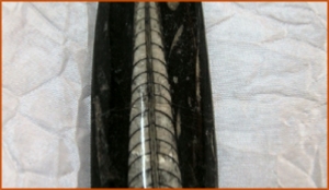 Fossils Erfoud in Morocco,marble fossils,quality products ,Achour fossils Fossils Erfoud in Morocco,marble fossils,quality products ,Achour fossils