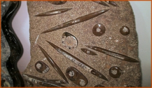 Fossils Erfoud in Morocco,marble fossils,quality products ,Achour fossils Fossils Erfoud in Morocco,marble fossils,quality products ,Achour fossils