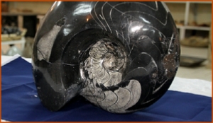 Fossils Erfoud in Morocco,marble fossils,quality products ,Achour fossils Fossils Erfoud in Morocco,marble fossils,quality products ,Achour fossils