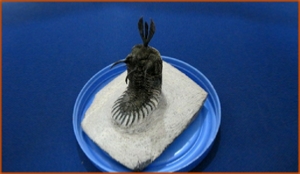 Fossils Erfoud in Morocco,marble fossils,quality products ,Achour fossils Fossils Erfoud in Morocco,marble fossils,quality products ,Achour fossils